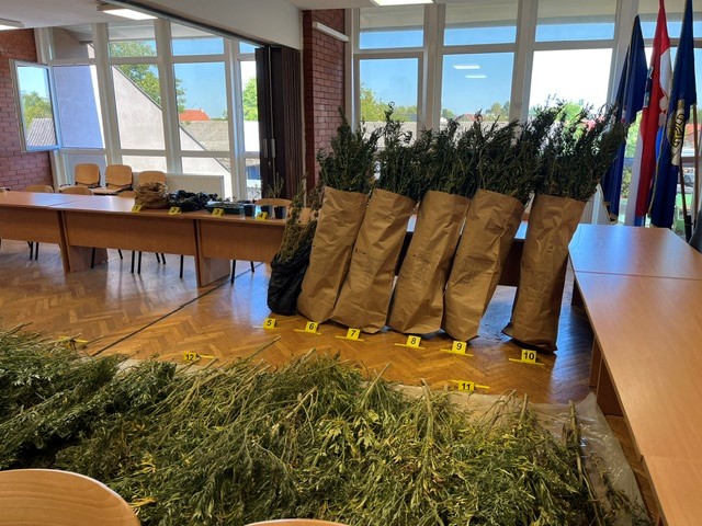 Velika zapljena u Gvozdu: Otkrivena plantaža s 229 stabljika marihuane, uhićen 34-godišnjak 1